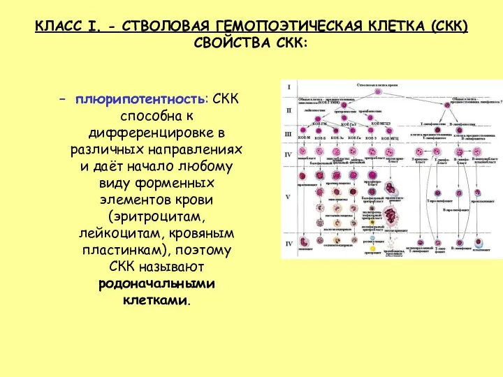 КЛАСС I. - СТВОЛОВАЯ ГЕМОПОЭТИЧЕСКАЯ КЛЕТКА (СКК) СВОЙСТВА СКК: плюрипотентность: