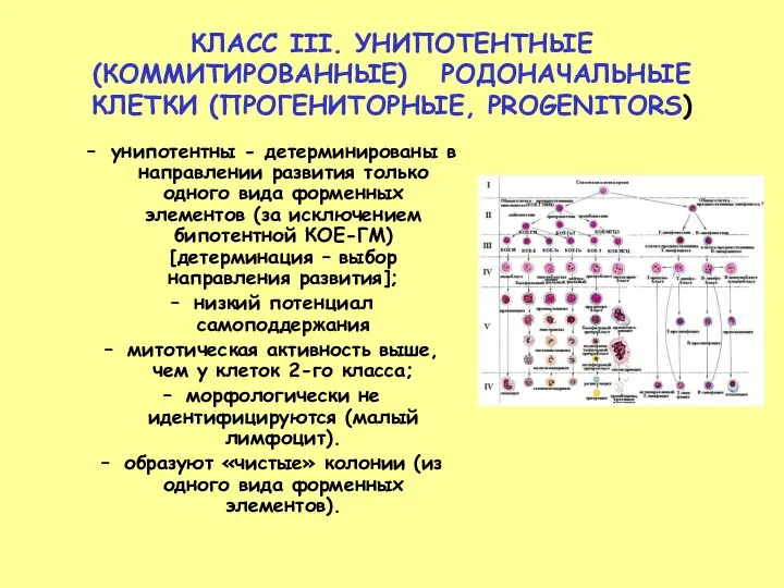 КЛАСС III. УНИПОТЕНТНЫЕ (КОММИТИРОВАННЫЕ) РОДОНАЧАЛЬНЫЕ КЛЕТКИ (ПРОГЕНИТОРНЫЕ, PROGENITORS) унипотентны -