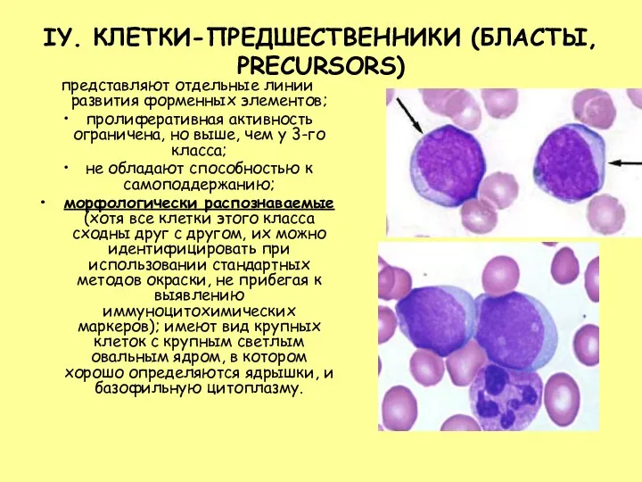 IY. КЛЕТКИ-ПРЕДШЕСТВЕННИКИ (БЛАСТЫ, PRECURSORS) представляют отдельные линии развития форменных элементов;