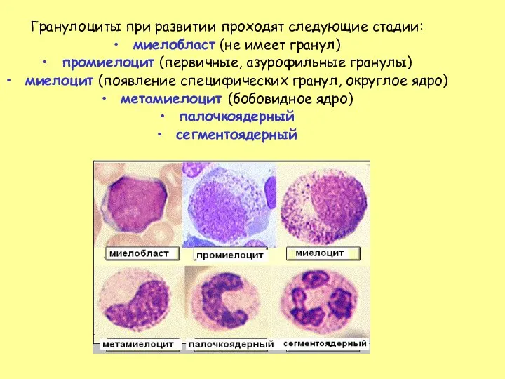 Гранулоциты при развитии проходят следующие стадии: миелобласт (не имеет гранул) промиелоцит (первичные, азурофильные