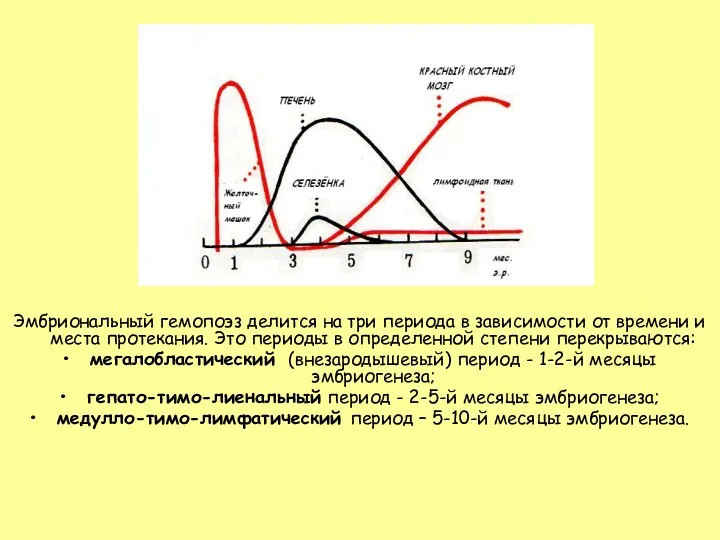 Эмбриональный гемопоэз делится на три периода в зависимости от времени и места протекания.