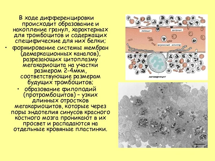 В ходе дифференцировки происходит образование и накопление гранул, характерных для