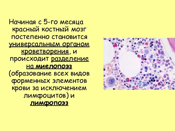 Начиная с 5-го месяца красный костный мозг постепенно становится универсальным органом кроветворения, и