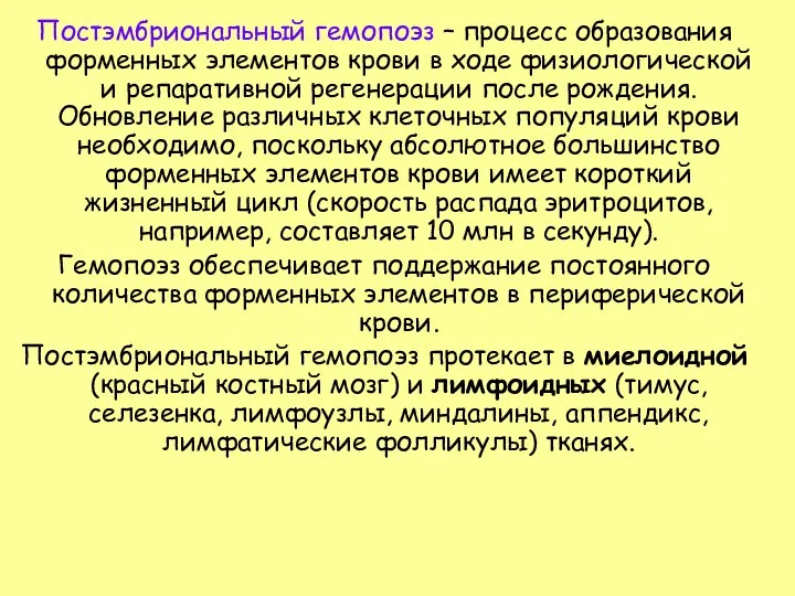 Постэмбриональный гемопоэз – процесс образования форменных элементов крови в ходе