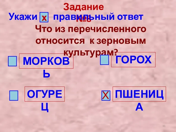 Задание №8 Укажи правильный ответ х Что из перечисленного относится к зерновым культурам?