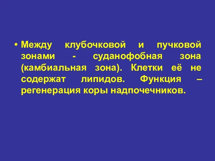 Между клубочковой и пучковой зонами - суданофобная зона (камбиальная зона).