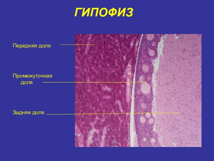 Передняя доля Промежуточная доля Задняя доля ГИПОФИЗ