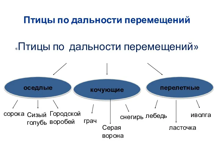 Птицы по дальности перемещений «Птицы по дальности перемещений» оседлые кочующие