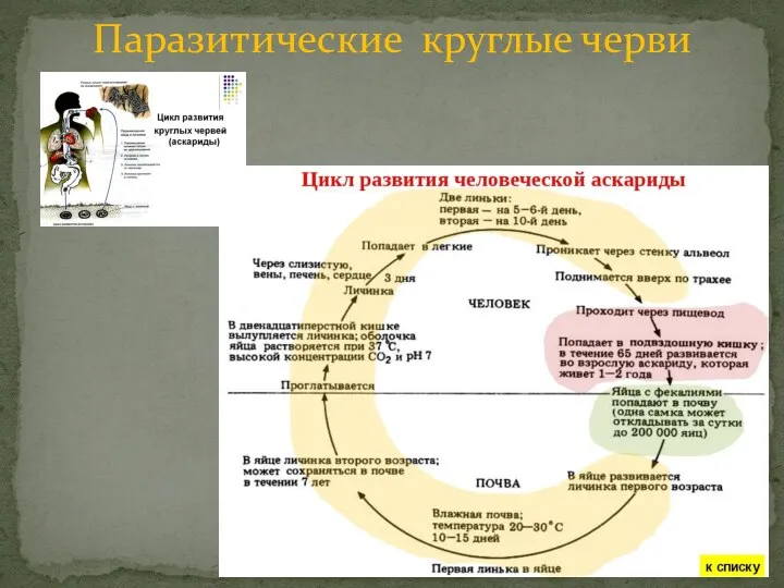 Паразитические круглые черви