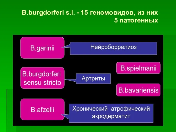 B.burgdorferi s.l. - 15 геномовидов, из них 5 патогенных