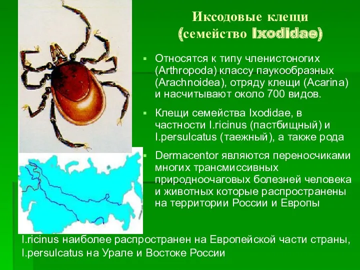 Иксодовые клещи (семейство Ixodidae) Относятся к типу членистоногих (Arthropoda) классу паукообразных (Arachnoidea), отряду