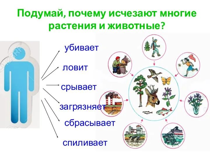 Подумай, почему исчезают многие растения и животные? ловит спиливает убивает срывает сбрасывает загрязняет