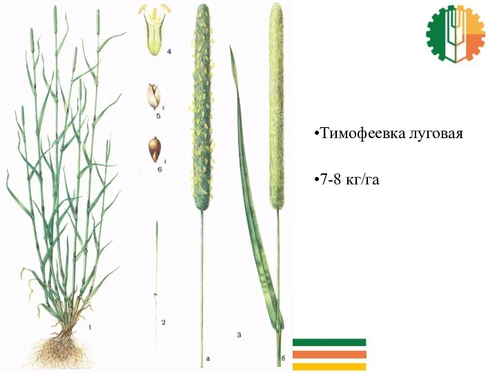Тимофеевка луговая 7-8 кг/га