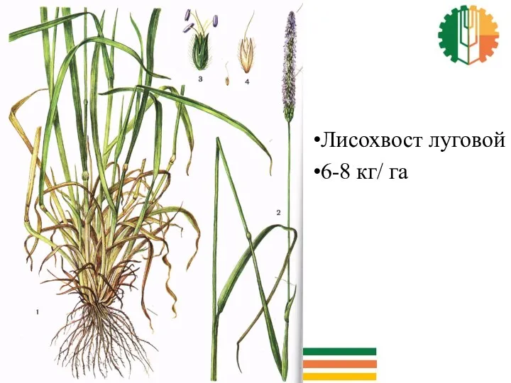 Лисохвост луговой 6-8 кг/ га