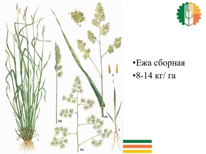 Ежа сборная 8-14 кг/ га