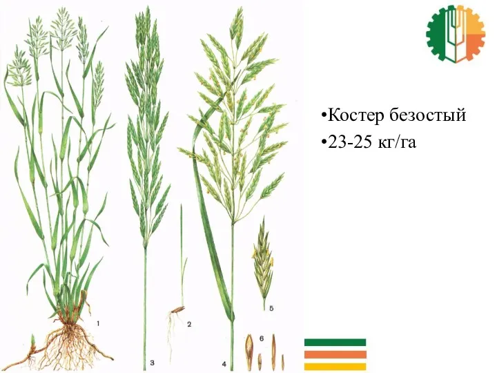 Костер безостый 23-25 кг/га