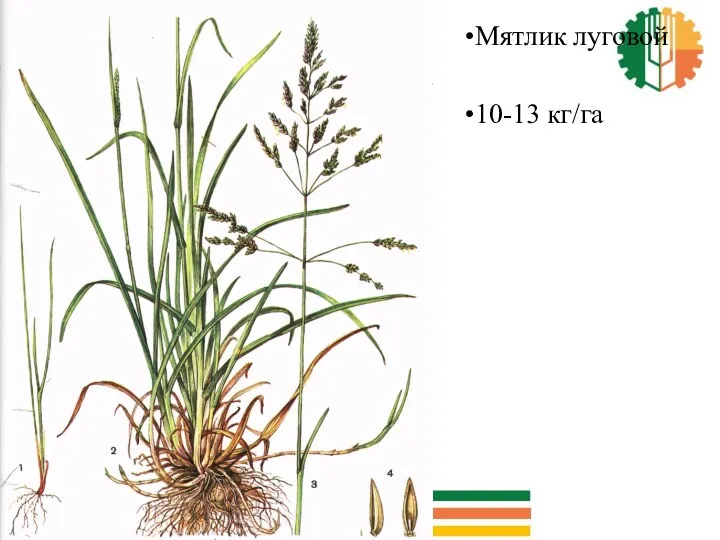 Мятлик луговой 10-13 кг/га