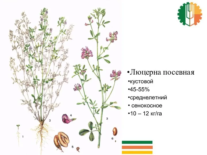 Люцерна посевная кустовой 45-55% среднелетний сенокосное 10 – 12 кг/га