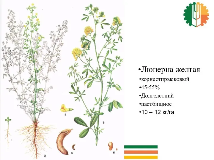 Люцерна желтая корнеотпрысковый 45-55% Долголетний пастбищное 10 – 12 кг/га