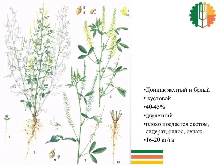 Донник желтый и белый кустовой 40-45% двулетний плохо поедается скотом, сидерат, силос, сенаж 16-20 кг/га