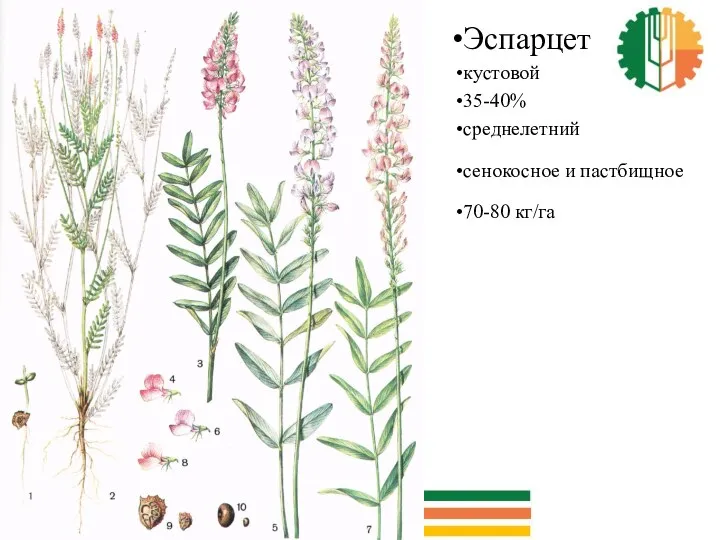 Эспарцет кустовой 35-40% среднелетний сенокосное и пастбищное 70-80 кг/га