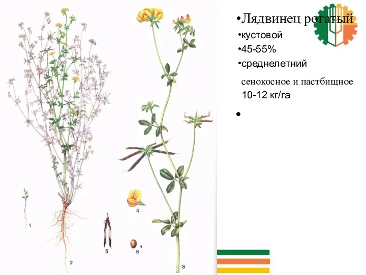 Лядвинец рогатый кустовой 45-55% среднелетний сенокосное и пастбищное 10-12 кг/га