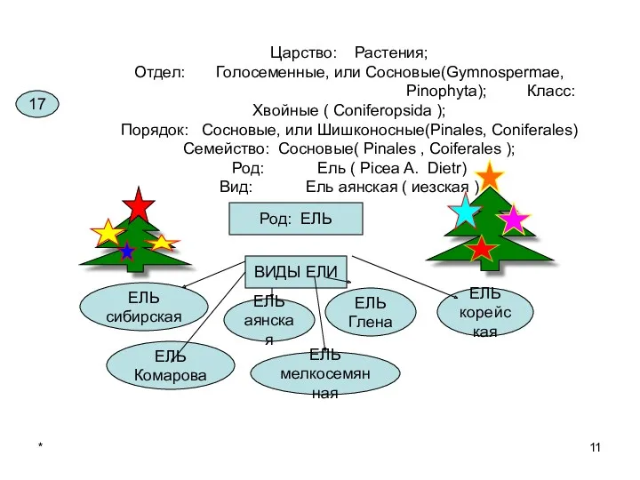 * Царство: Растения; Отдел: Голосеменные, или Сосновые(Gymnospermae, Pinophyta); Класс: Хвойные