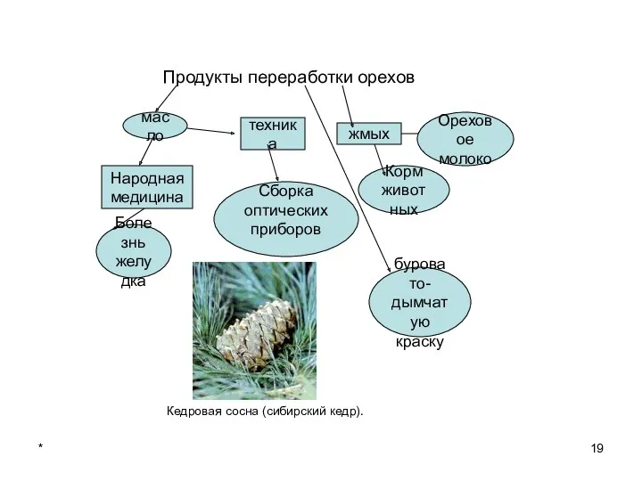 * Продукты переработки орехов Народная медицина Болезнь желудка масло техника