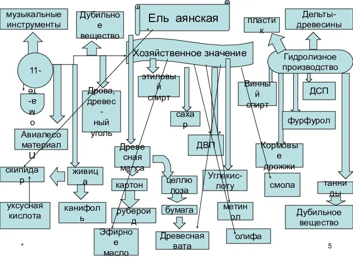 * Ель аянская Хозяйственное значение Пилома- териалы Гидролизное производство Винный