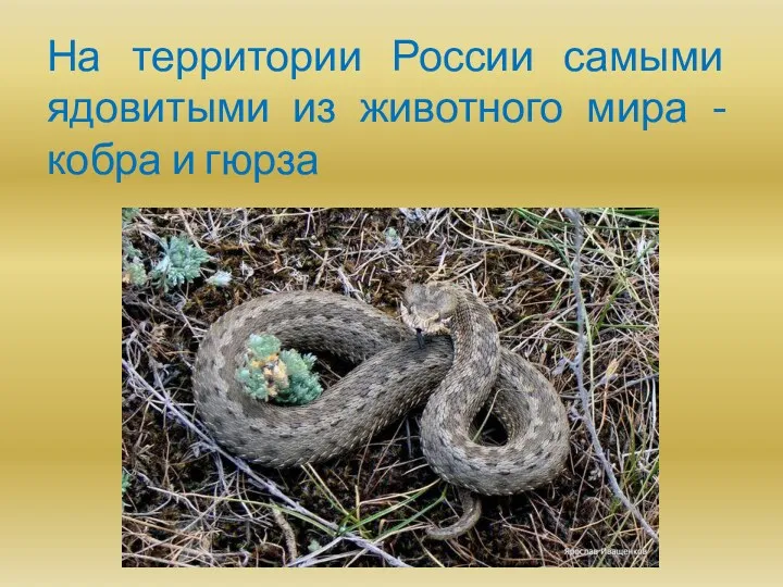На территории России самыми ядовитыми из животного мира - кобра и гюрза