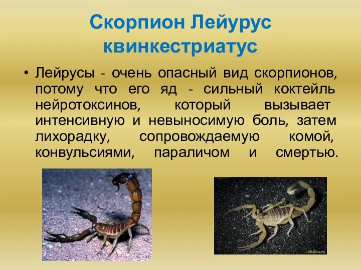 Скорпион Лейурус квинкестриатус Лейрусы - очень опасный вид скорпионов, потому