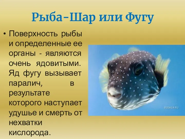 Рыба-Шар или Фугу Поверхность рыбы и определенные ее органы -