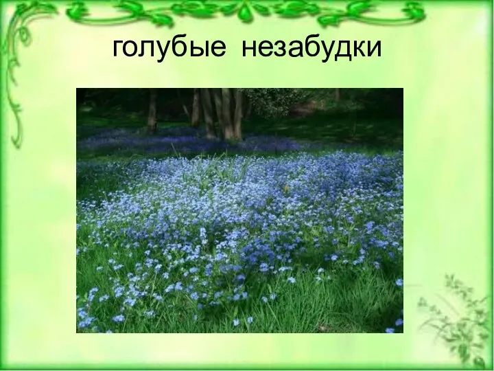 голубые незабудки