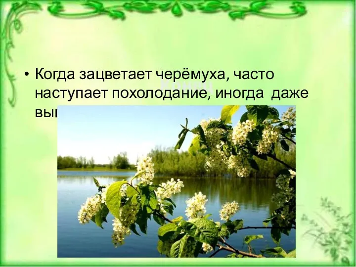 Когда зацветает черёмуха, часто наступает похолодание, иногда даже выпадает снег.