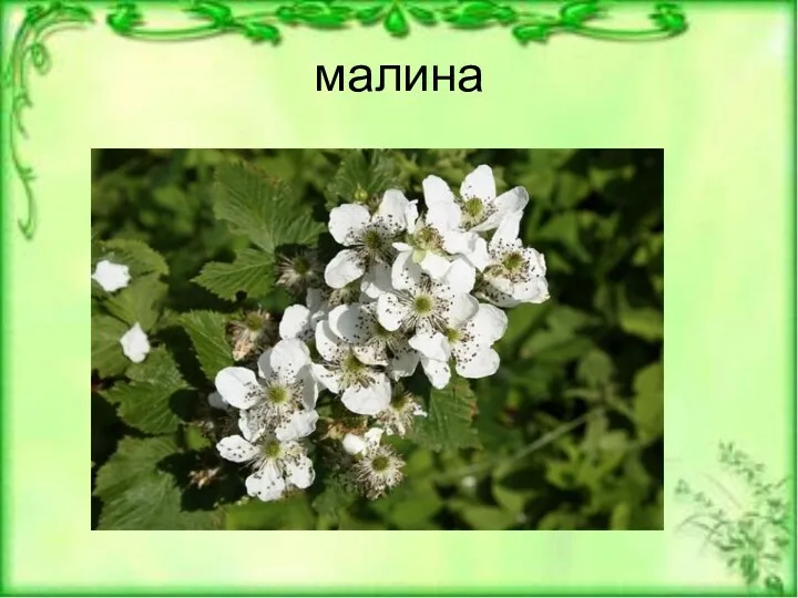 малина