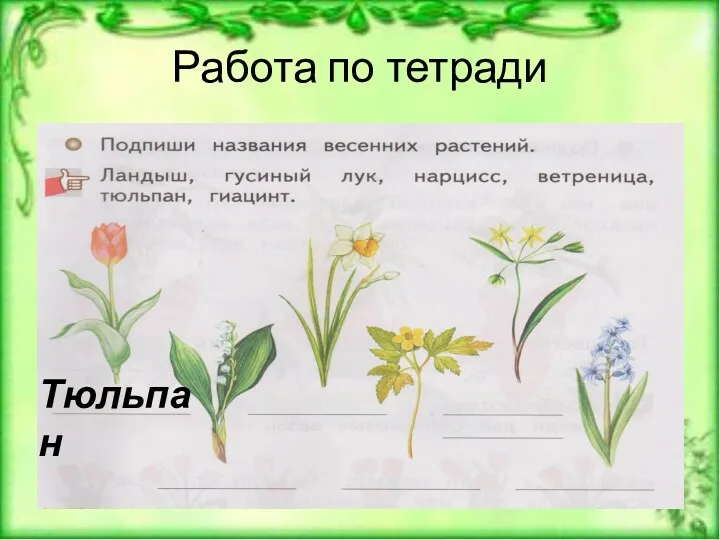 Работа по тетради Тюльпан