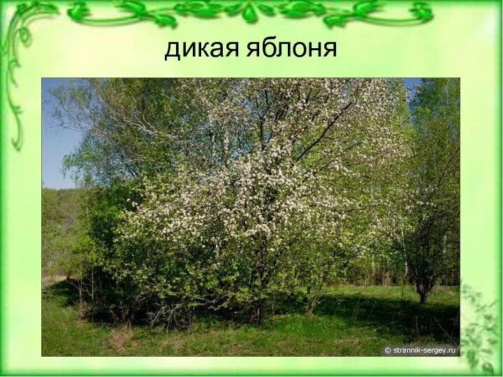 дикая яблоня