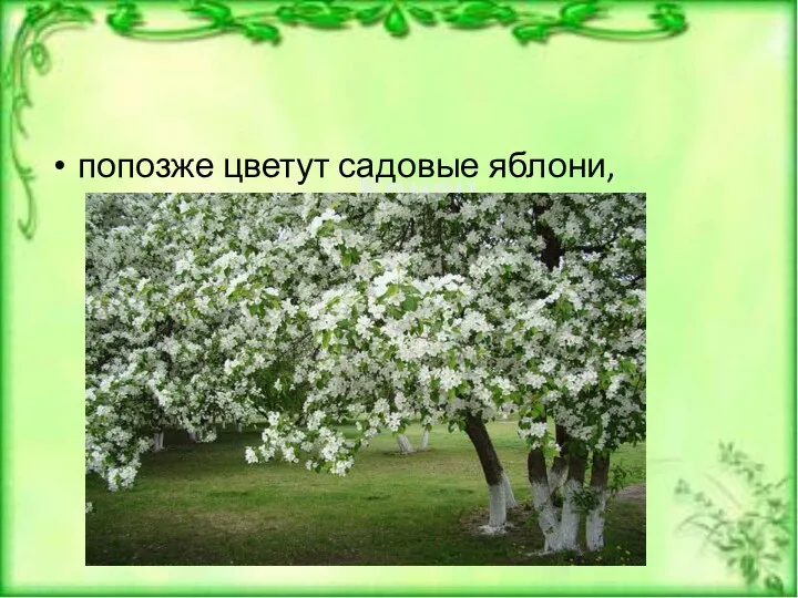 попозже цветут садовые яблони,