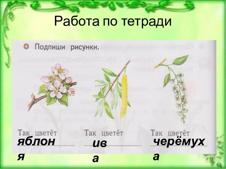 Работа по тетради яблоня ива черёмуха