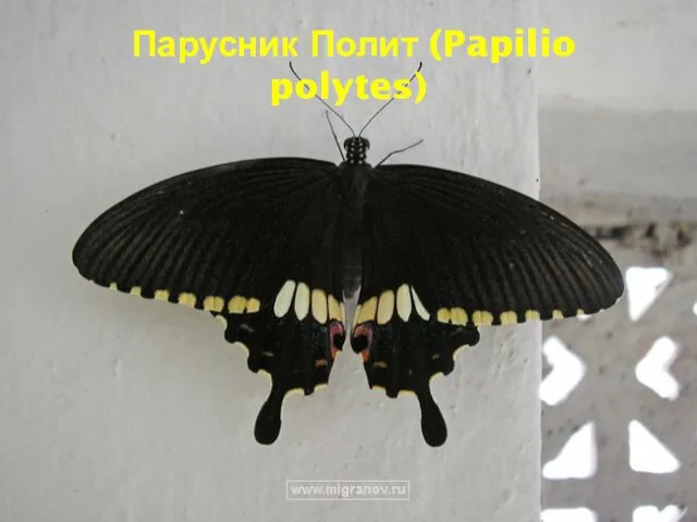 Парусник Полит (Papilio polytes)