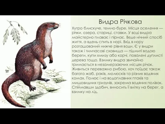 Видра Річкова Хутро блискуче, темно-буре. Місця оселення — річки, озера,