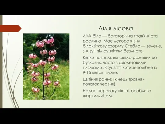 Лілія лісова Лілія біла — багаторічна трав'яниста рослина .Має декоративну