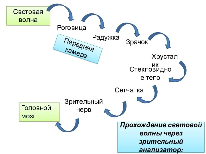 Световая волна Роговица Зрительный нерв Сетчатка Стекловидное тело Хрусталик Зрачок