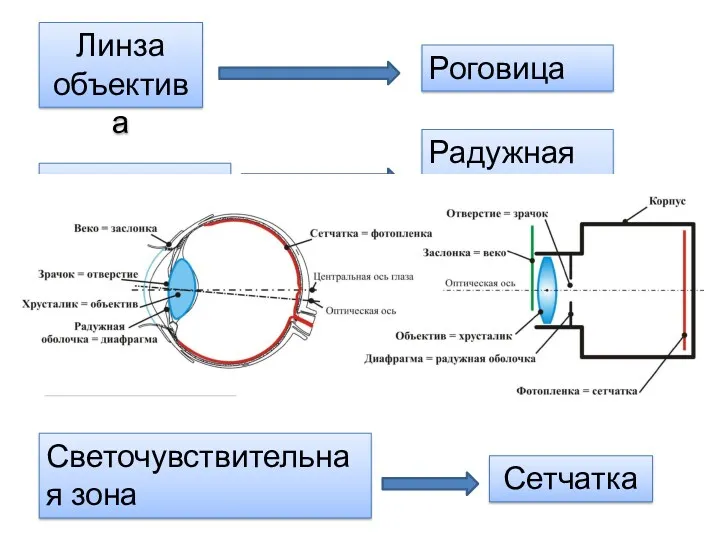 Роговица Радужная оболочка и зрачок Сетчатка Хрусталик