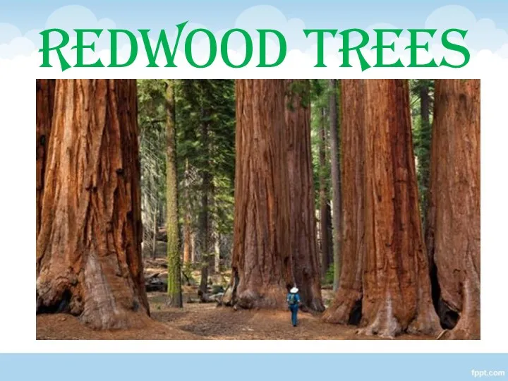 REDWOOD TREES