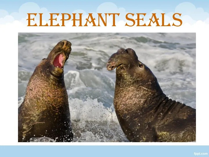 ELEPHANT SEALS