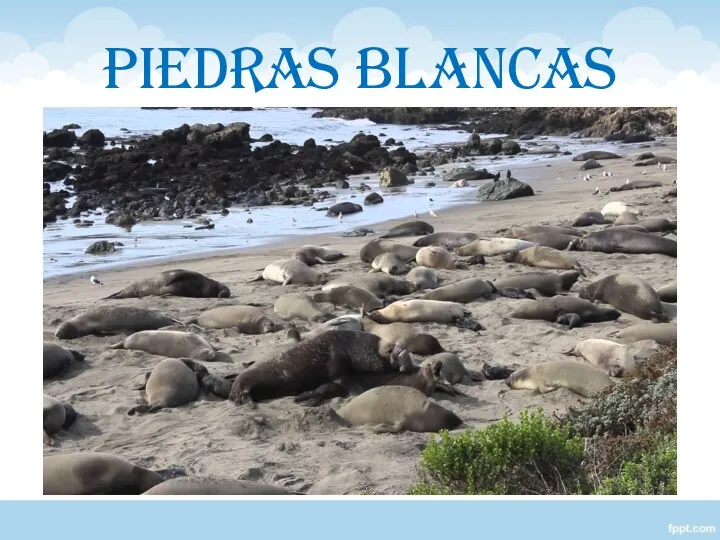 PIEDRAS BLANCAS