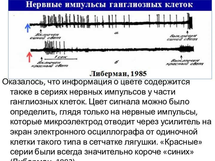 Оказалось, что информация о цвете содержится также в сериях нервных