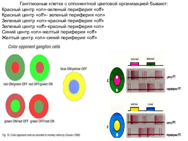 Ганглиозные клетки с оппонентной цветовой организацией бывают: Красный центр «on»-зеленый