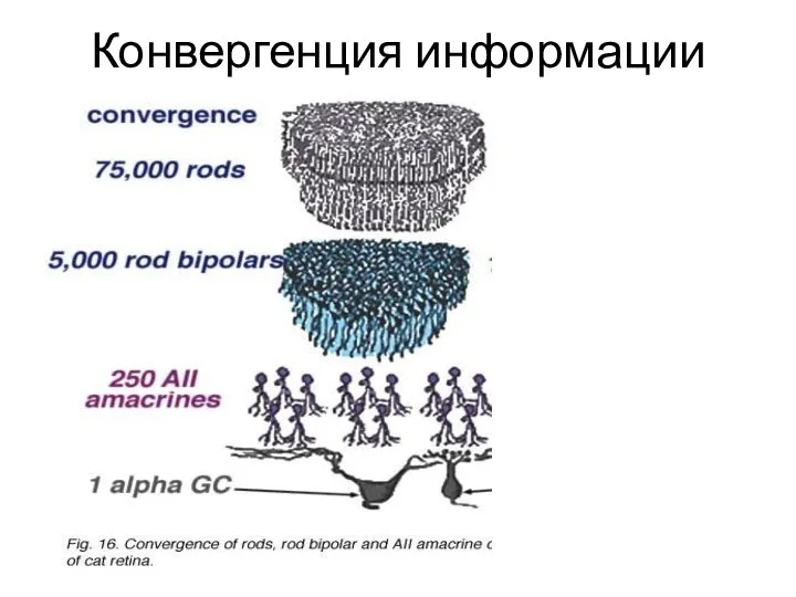 Конвергенция информации